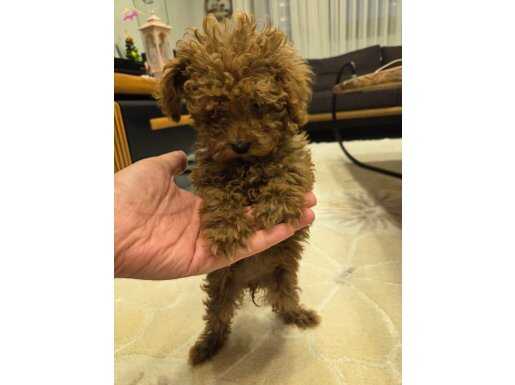 Poodle toy kore dişi 3 aylık 