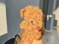 Poodle toy 3 aylık kore dişi 