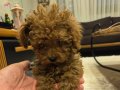 Poodle toy kore dişi 3 aylık 