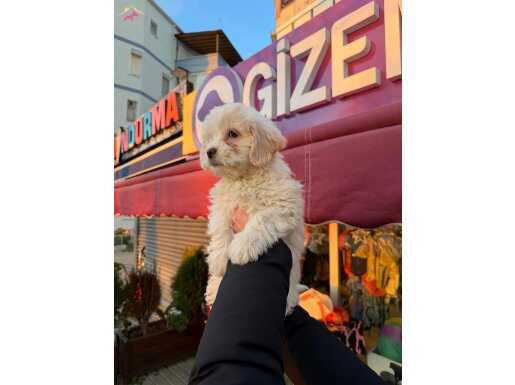 Orjinal Sıfır No Maltese Yavrusu