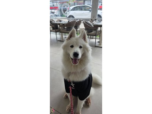 13 aylık çok tatlı tüy yumağı dişi samoyed