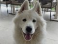 13 aylık çok tatlı tüy yumağı dişi samoyed