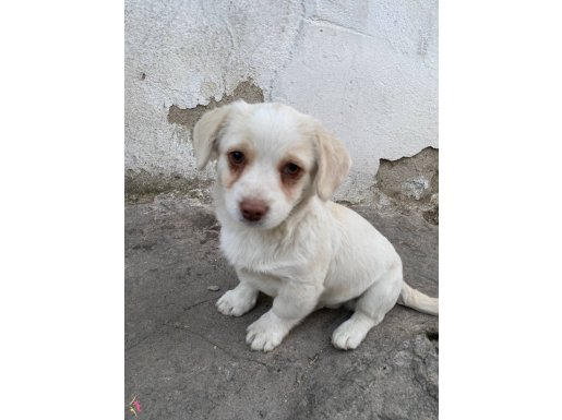 RUS FİNOSU 2 aylık erkek