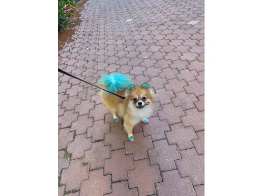 EV TİPİ BAKIMLI SEVİMLİ VE UYGUN FİYATLI POMERANİAN