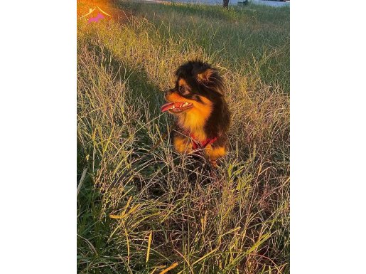 21 komut biliyoruz zekiyiz ADIM; BİHTER