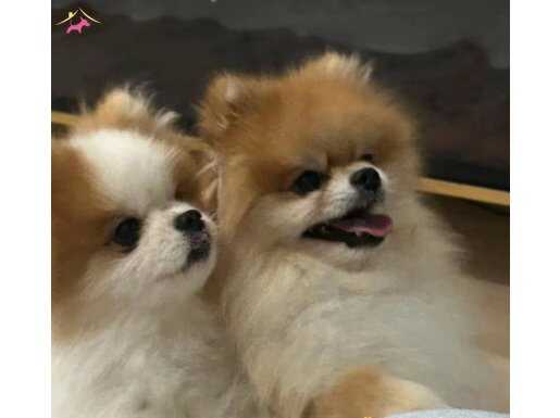 Süper kalite Damızlık Erkekler Ayı Surat