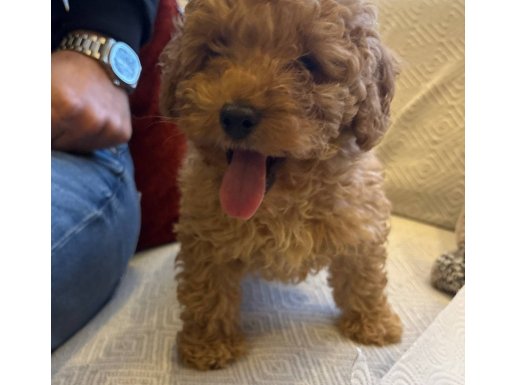 Oyun arkadaşı tatlış poodle