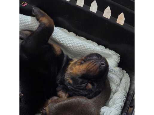 FCİ KİF A Şecere dereceli eşleşme Dobermann yavruları