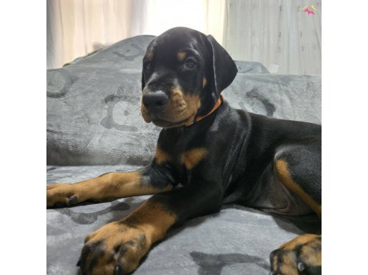 Şecereli European Doberman: Karakterli ve Teslime Hazır Yavrular