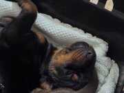 FCİ KİF A Şecere dereceli eşleşme Dobermann yavruları