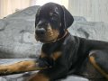 Şecereli European Doberman: Karakterli ve Teslime Hazır Yavrular