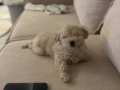 Maltipoo yavru 