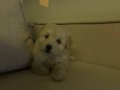 Maltipoo yavru 