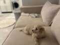Maltipoo yavru 