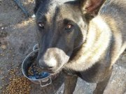 Belçika meloni 7.5 aylık 