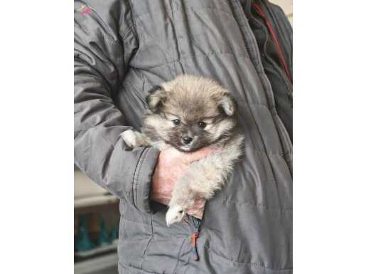 2 aylık dişi yavrumuza yuva arıyoruz. 