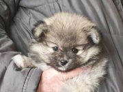 2 aylık dişi yavrumuza yuva arıyoruz. 