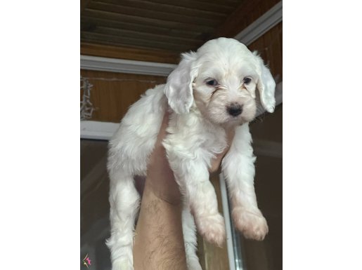 3 YAVRUM KALDI 2 ERKEK 1 DİŞİ