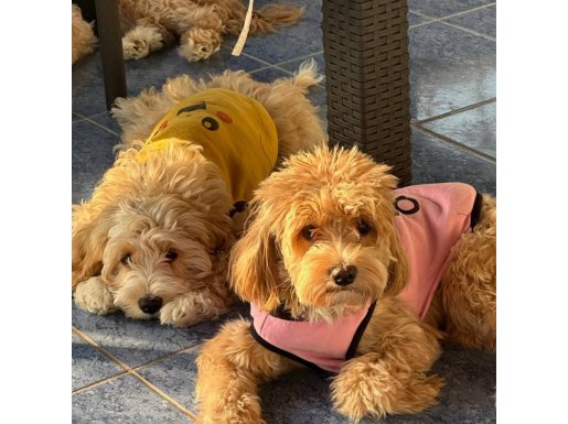 3 AYLIK MALTİPOO YAVRULARI SAHİPLENECEK KİŞİLER ARASINLAR LÜTFEN