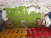 İki köpeğim var doğum yaptı yavruları satacağım Ben ticari k