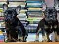 French Bulldog İzmir Karşıyaka Yavru