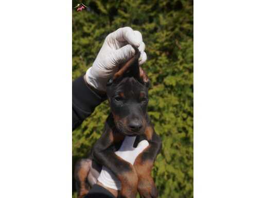 A SCR  SAFKAN DOBERMAN 