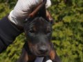 A SCR  SAFKAN DOBERMAN 