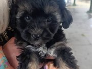 2 aylık maltipoo