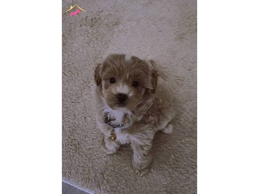 Poodle dişi 2 buçuk aylık 