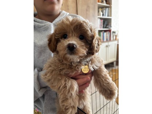 3 aylık yavru maltipo Poodle 