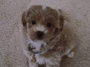 Poodle dişi 2 buçuk aylık 