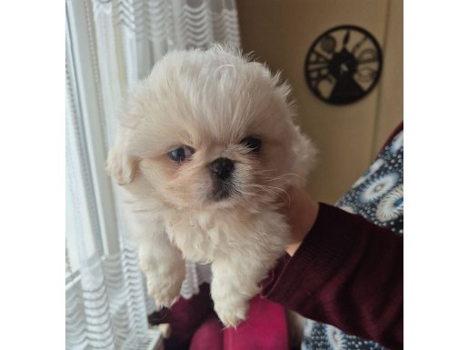 Pekinez Yavrularımıza Yuva Arıyoruz