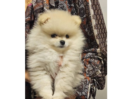 Dünya tatlısı pomeranian yavrular ırk sağlık garantili 