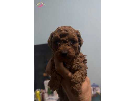 İpeksi Kürklü Safkan Toy Poodle Yavruları - Sosyal ve Oyuncu