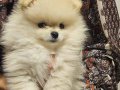 Dünya tatlısı pomeranian yavrular ırk sağlık garantili 