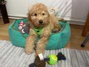 Toy Poodle Yavrumuza Yuva Arıyoruz