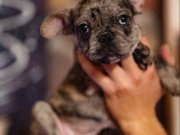 Yaramaz Frenchbulldog’lar Yeni Ailesini Arıyor :)