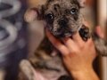 Yaramaz Frenchbulldog’lar Yeni Ailesini Arıyor :)
