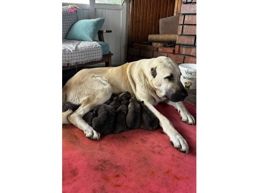 İstanbulda Kangal Yavruları 