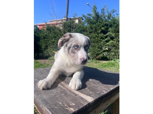 Birbirinden zeki Border Collie yavrular
