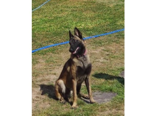 Belçika kurdu safkan yavrularımız sahiplendirilecektir