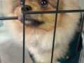 Ayı surat pomeranian boo
