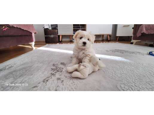 2 Aylık Maltese terier yavrusu