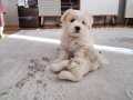 2 Aylık Maltese terier yavrusu