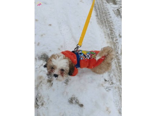 3.5 Aylık tatlı shih-tzu yavru