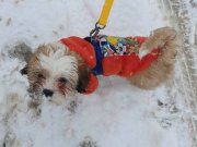 3.5 Aylık tatlı shih-tzu yavru