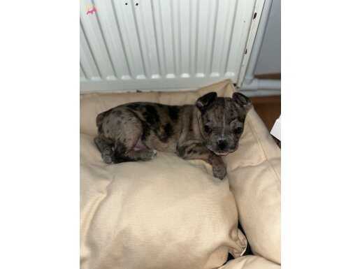 French buldog merle 87 günlük 