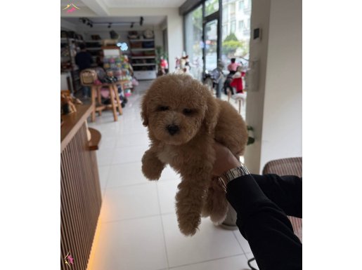 ERKEK YAVRU MİNYATÜR TOY POODLE 