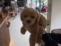 ERKEK YAVRU MİNYATÜR TOY POODLE 