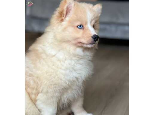 GÖZLERİ MASMAVİ AKİTA YAVRUMUZ YUVA ARIYOR